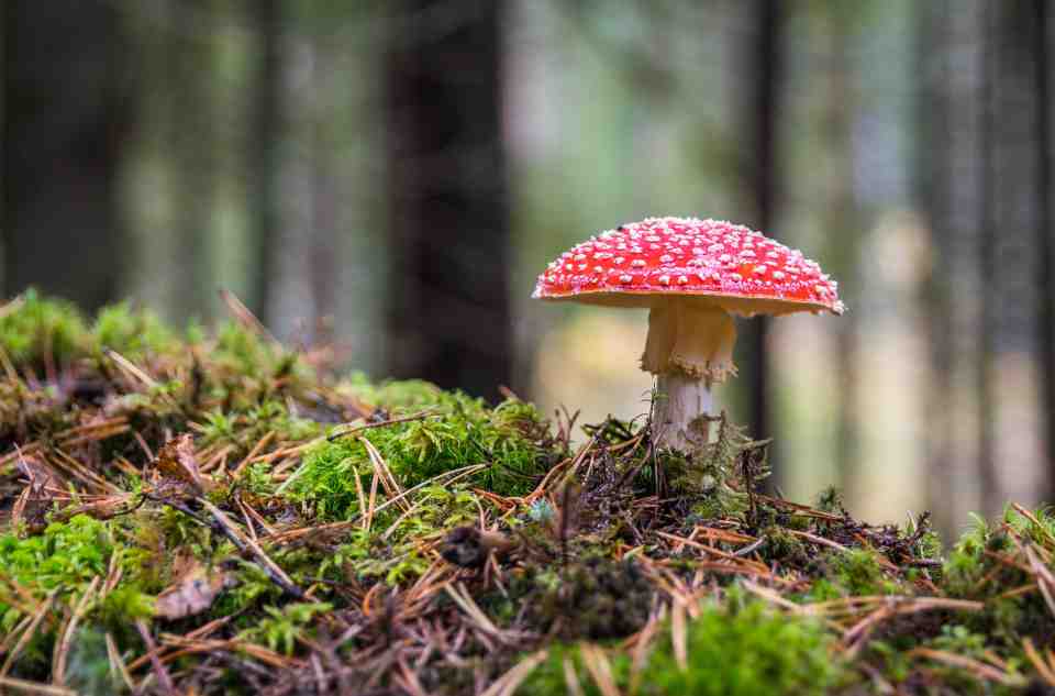 blue magnolia mushroom